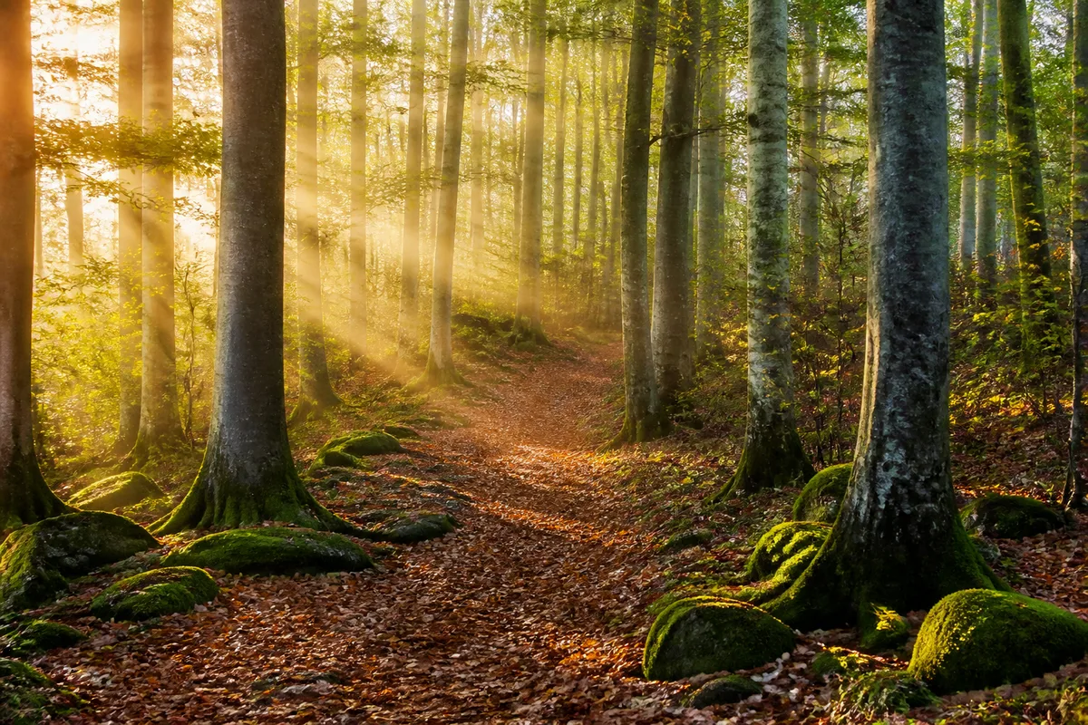 Bain de forêt : le déroulé réel d'une sortie