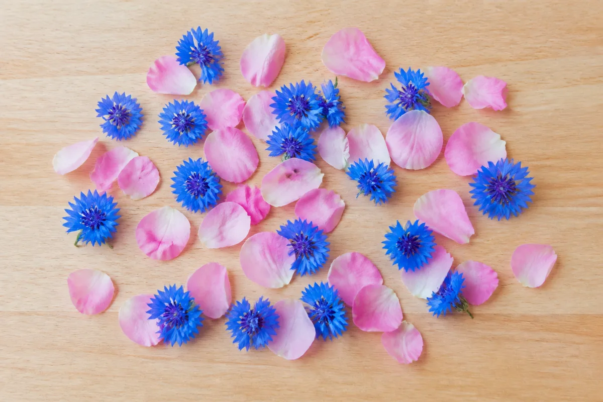 Fleurs de bleuet et pétales de rose fraîchement récoltés répartis sur une table de bois clair